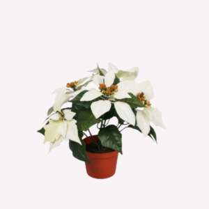 Poinsettia Cream