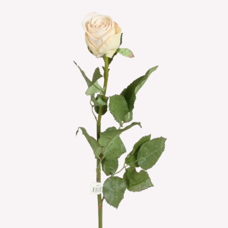 Rose Cream Pink