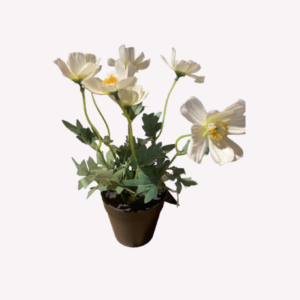 Stjernsund Sidenblomma