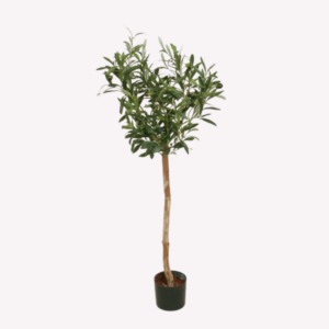 Olive 75 cm