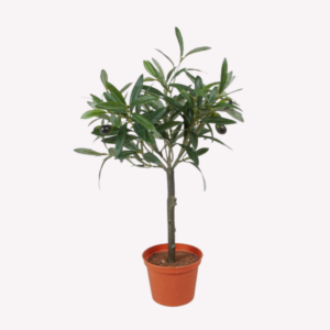 Olive 45 cm
